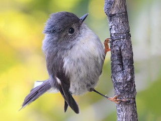 ニュージーランドヒタキ - eBird