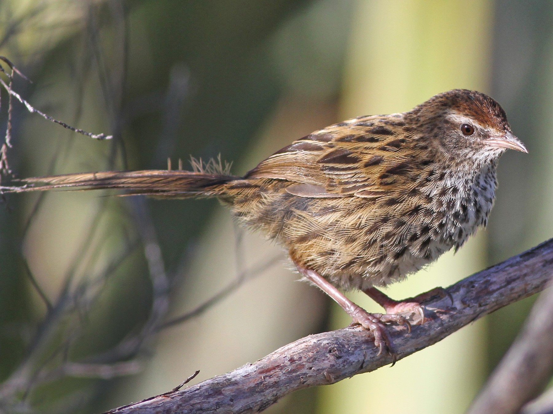 New Zealand Fernbird eBird