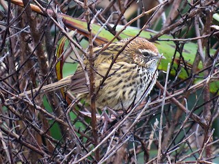  - New Zealand Fernbird