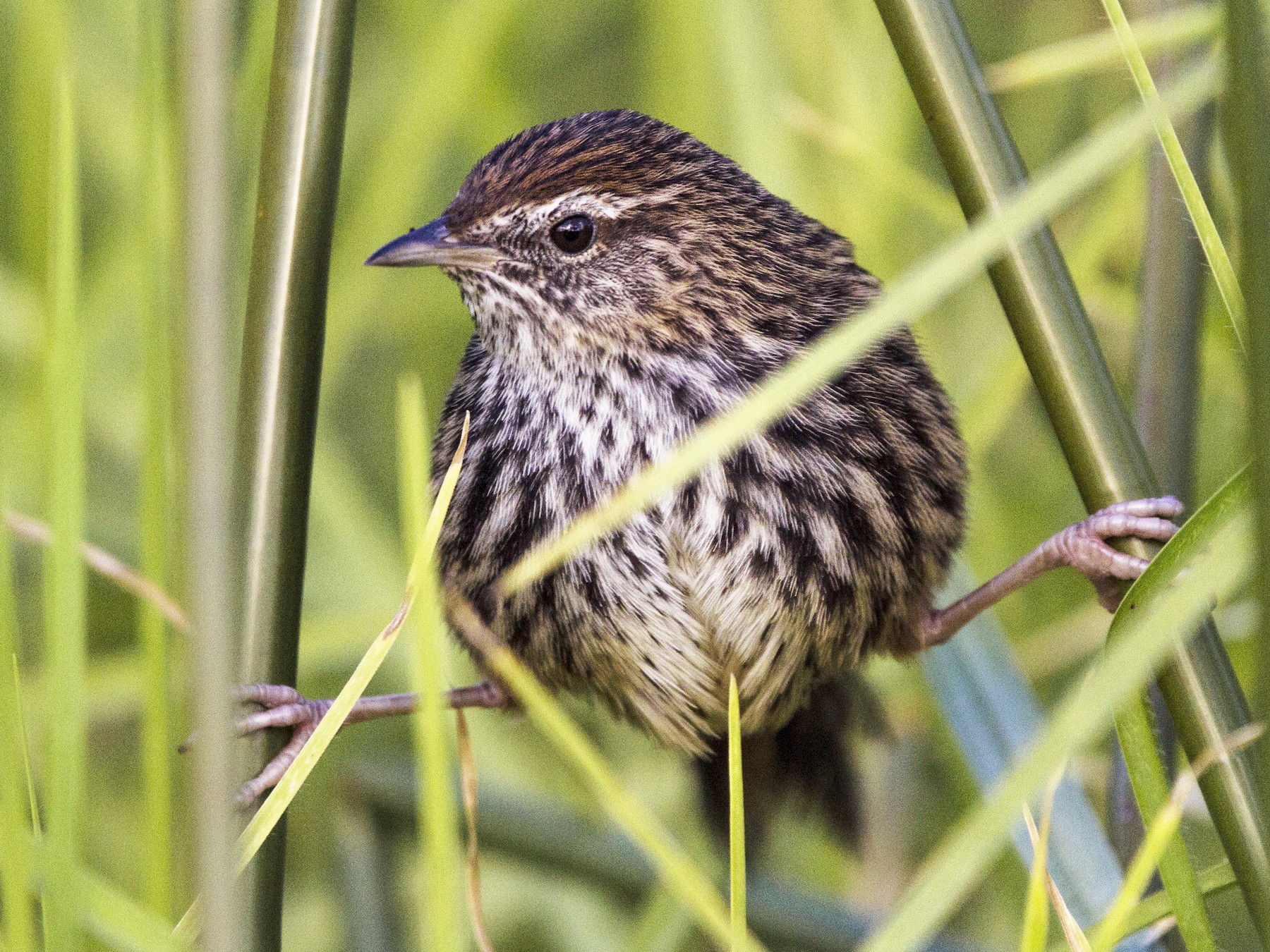 New Zealand Fernbird - Oscar Thomas