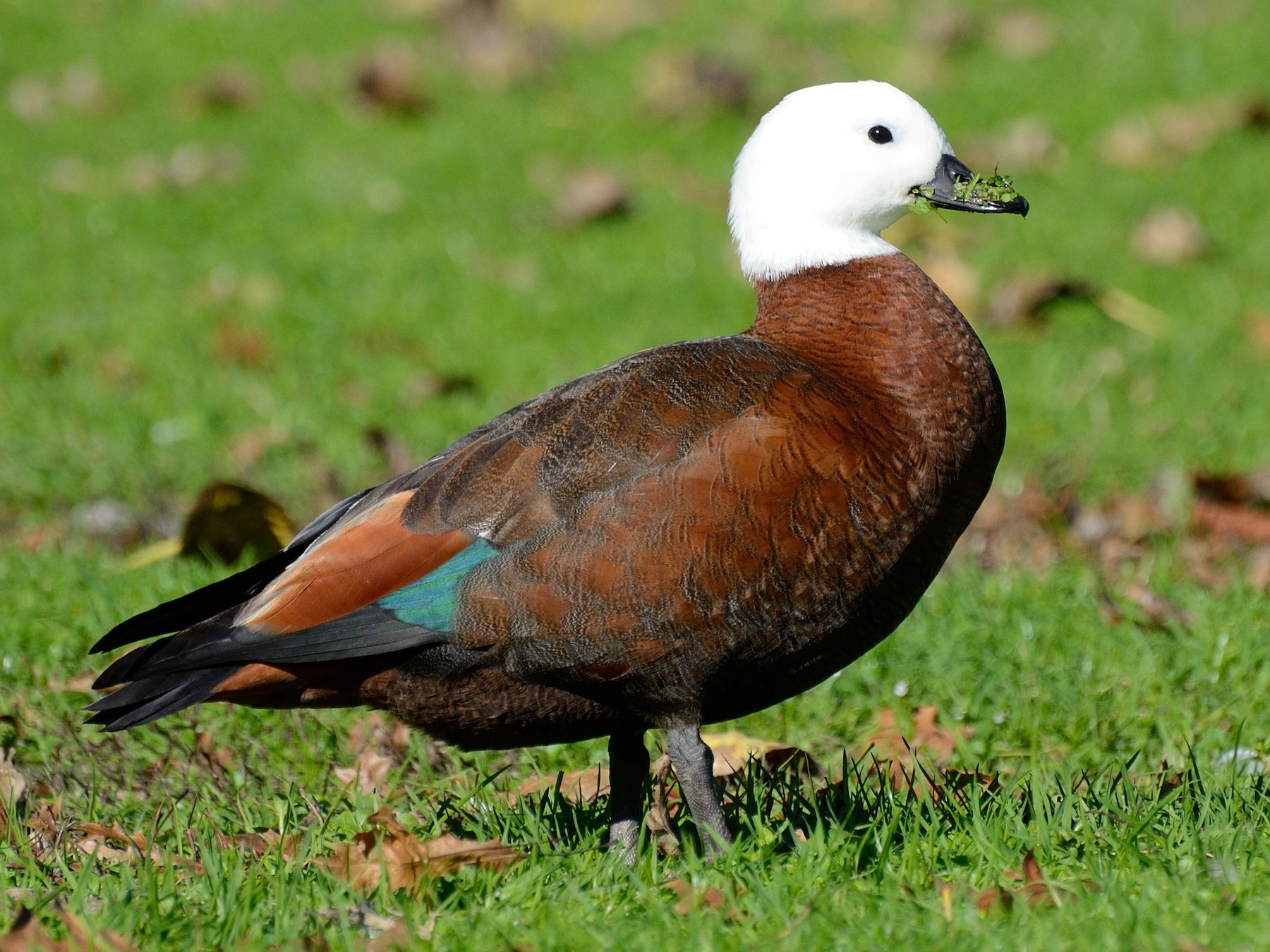 Paradise Shelduck - Lee-Lien WANG