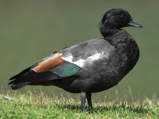 Paradise Shelduck - eBird