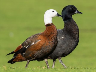 雌鳥和雄性成鳥 - Oscar Thomas - ML110240061