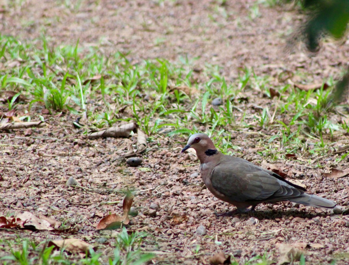 Red-eyed Dove - ML110240511