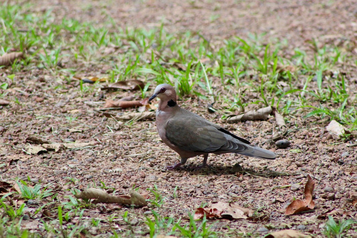 Red-eyed Dove - ML110240521