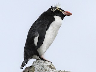  - Erect-crested Penguin
