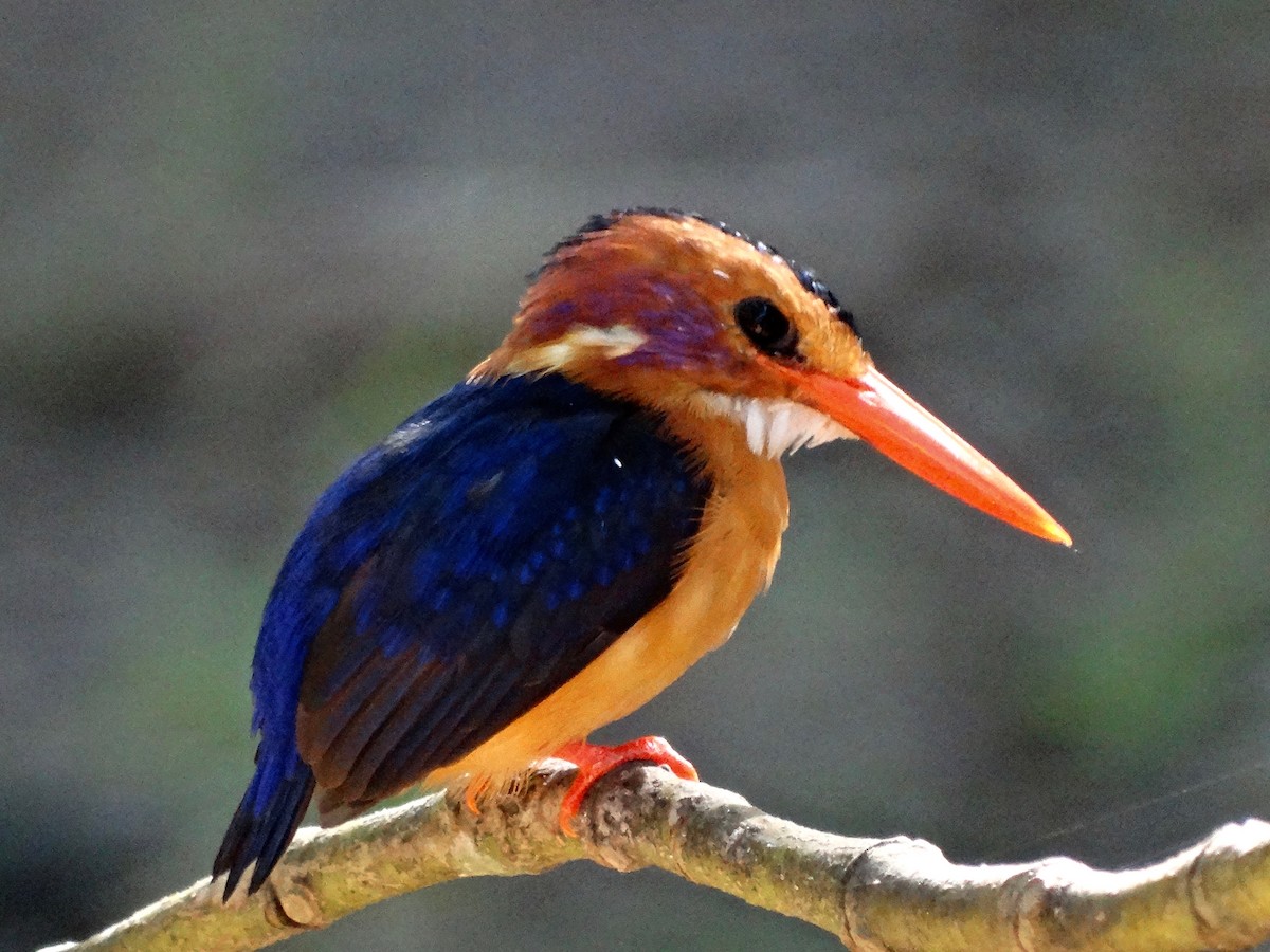 African Pygmy Kingfisher - ML110241431