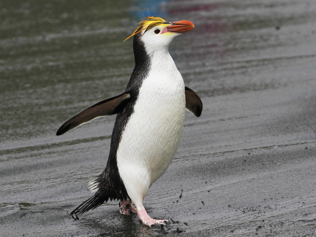 Royal Penguin - eBird