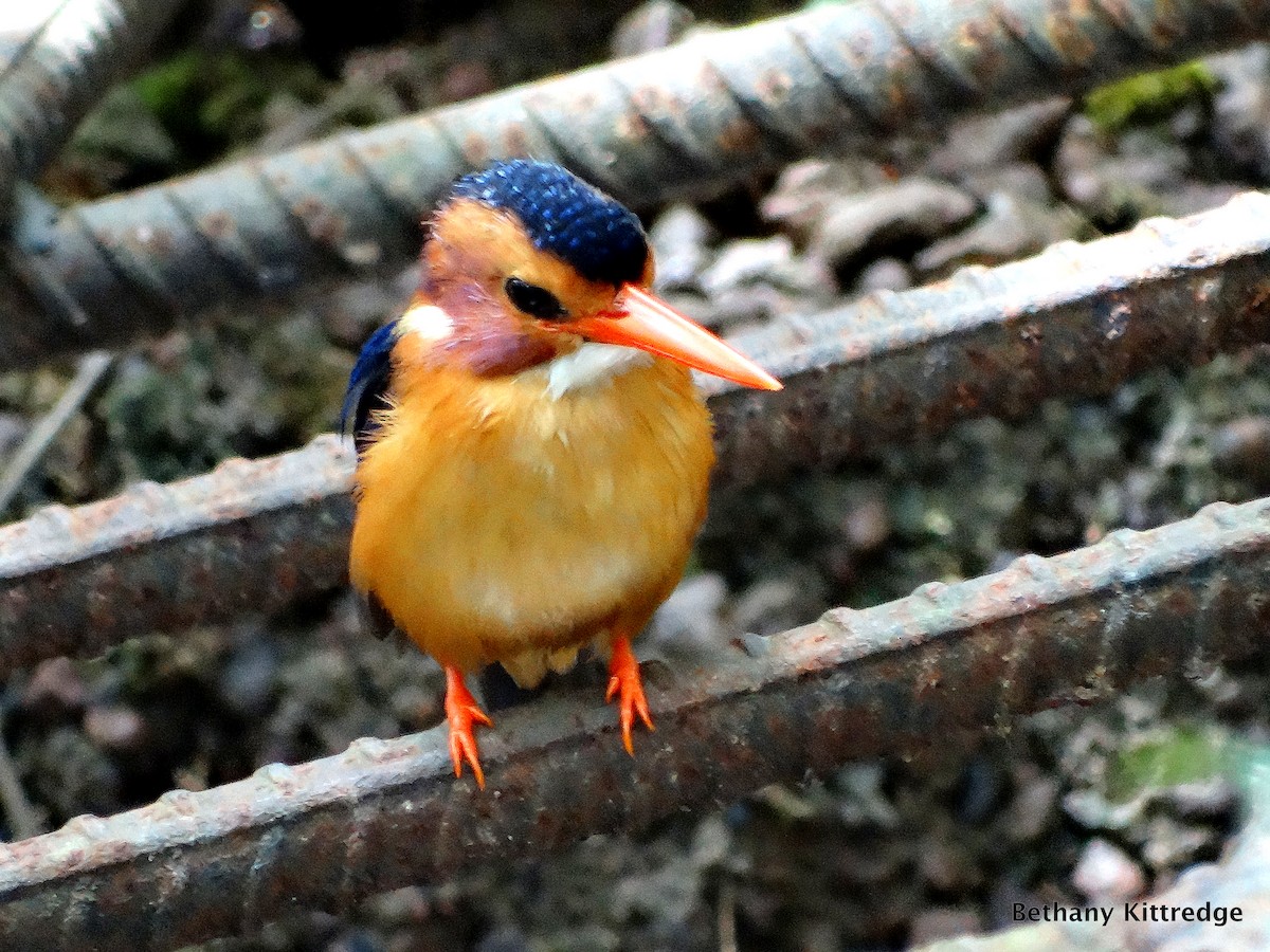 African Pygmy Kingfisher - Bethany Kittredge