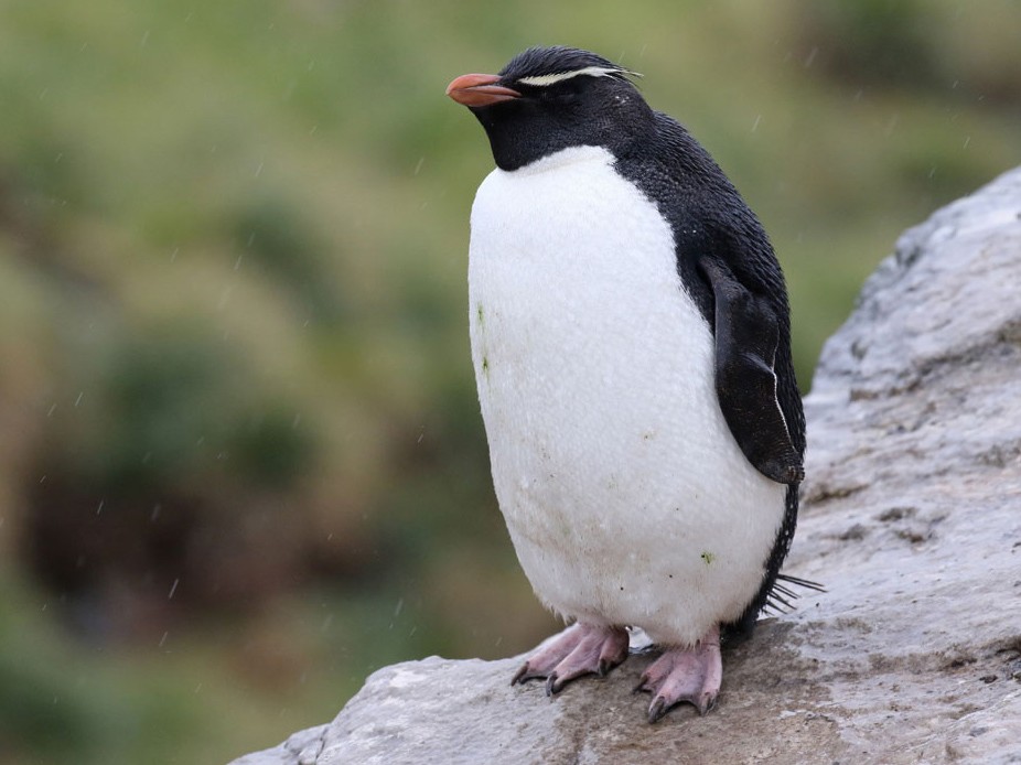 Southern Rockhopper Penguin - Noah Strycker