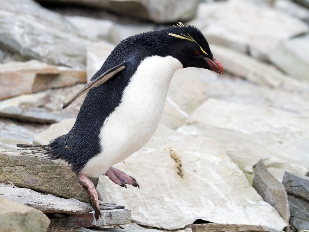 Southern Rockhopper Penguin - Robert Lewis