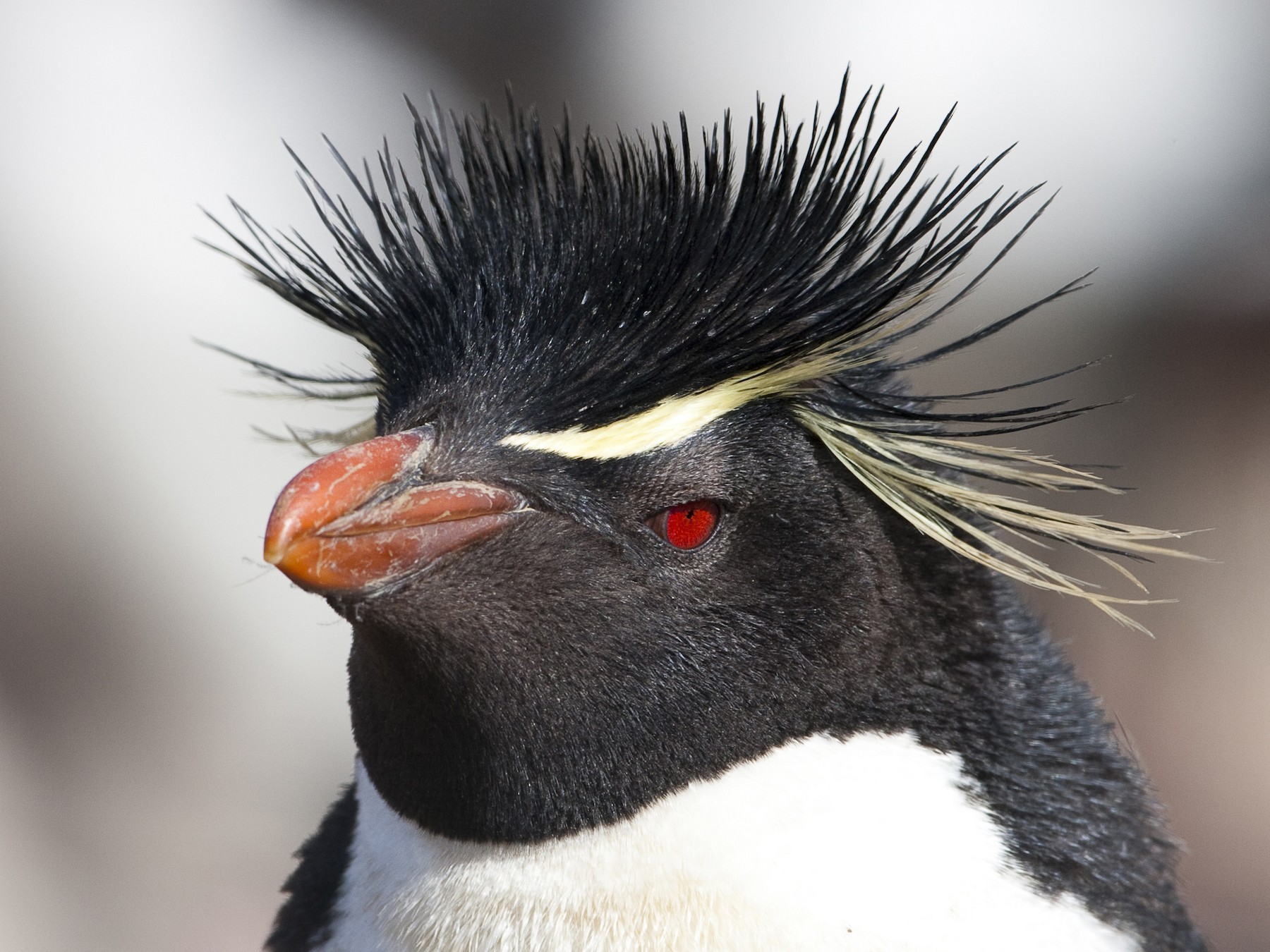 Southern Rockhopper Penguin eBird