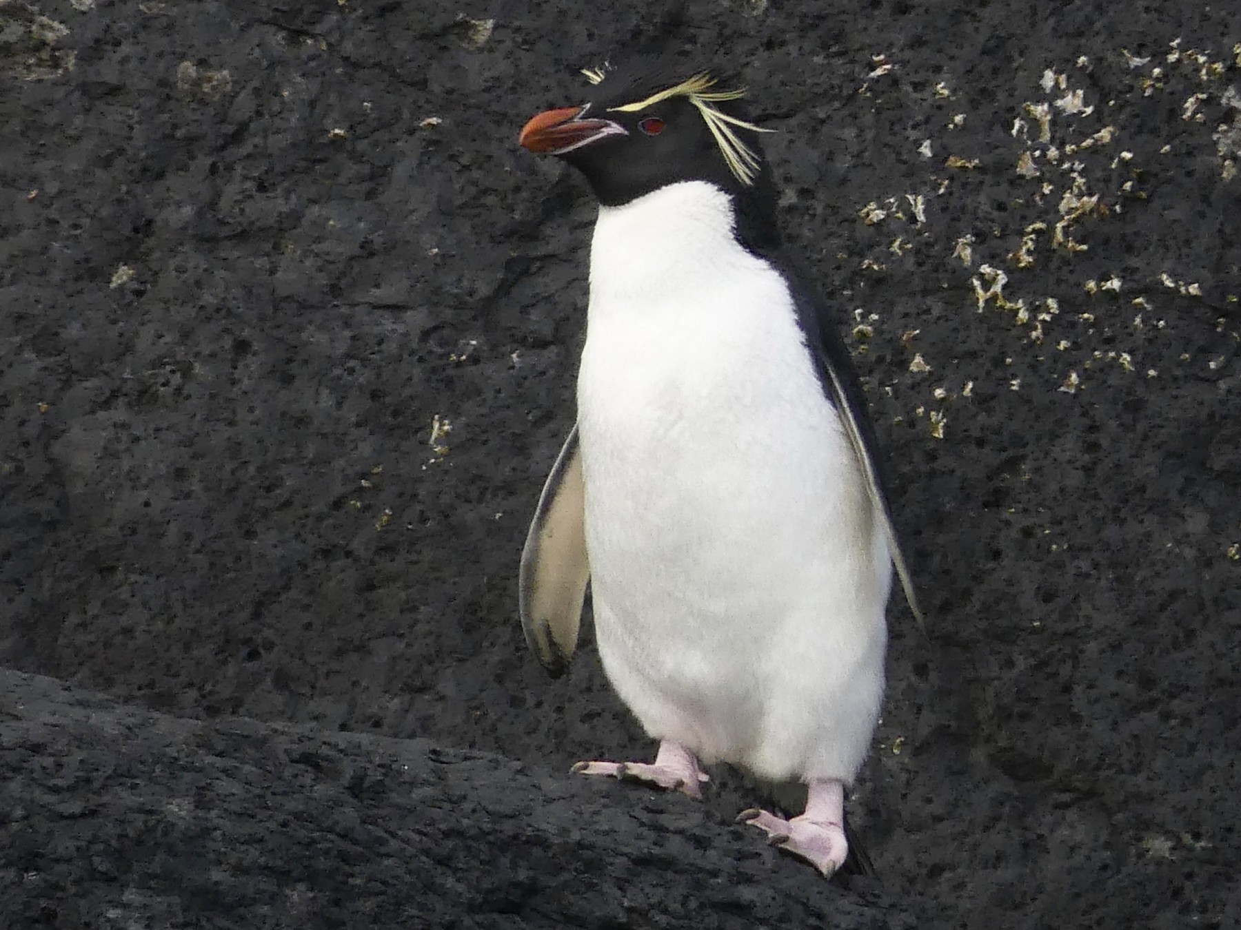 Southern Rockhopper Penguin - Peter Kaestner