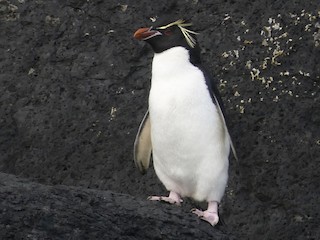  - Southern Rockhopper Penguin
