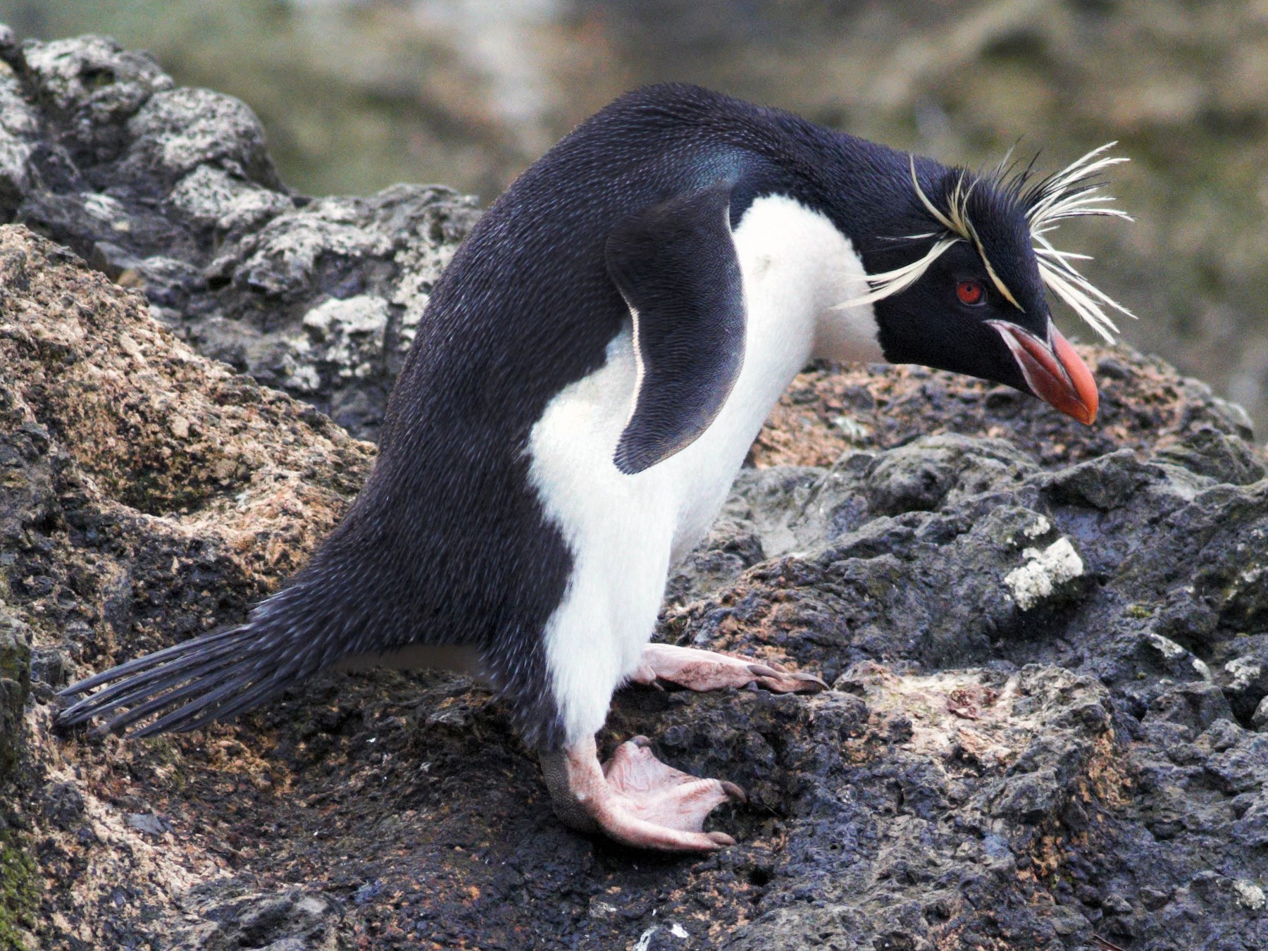 Rockhopper Penguin Habitat Map