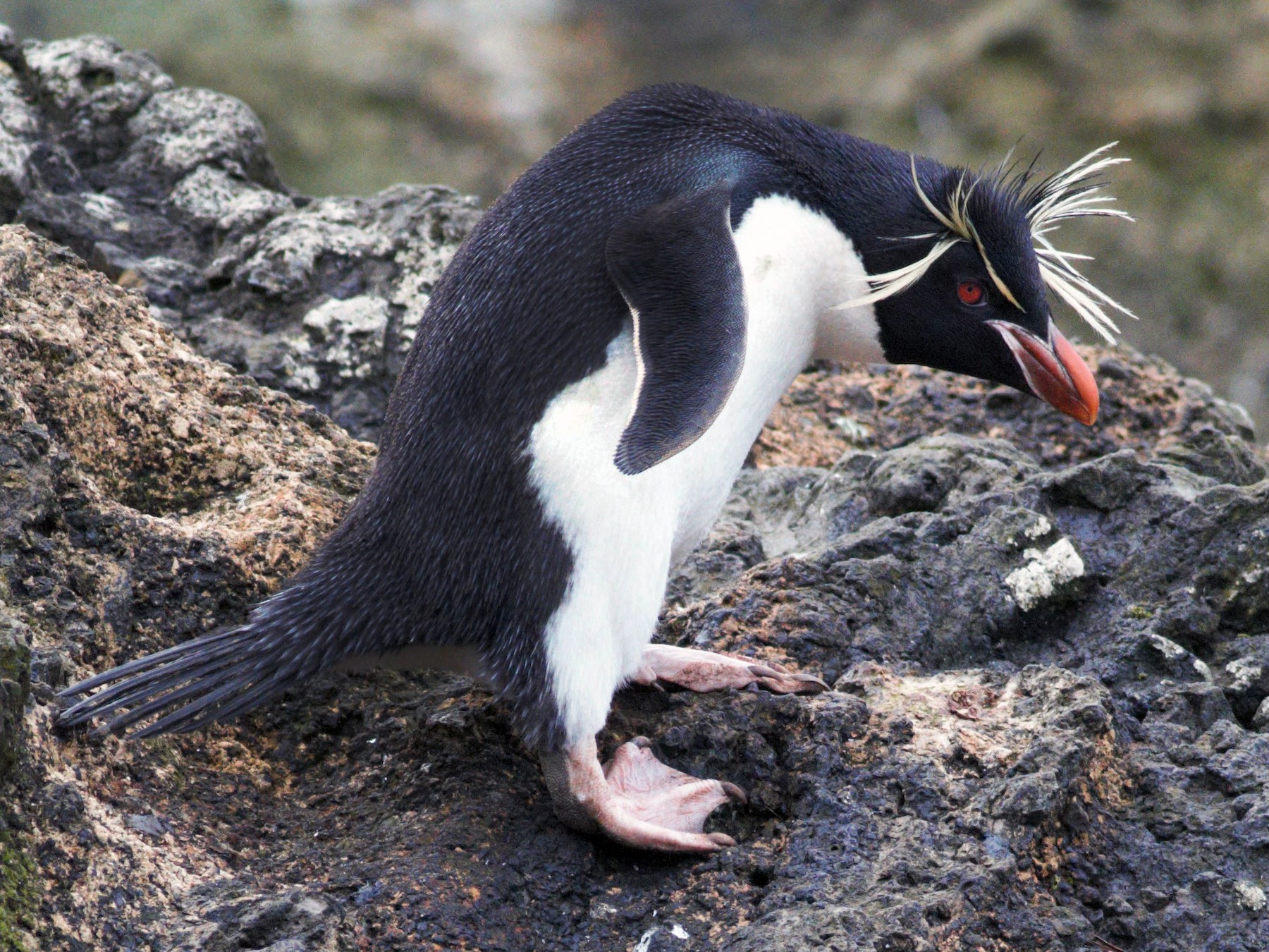 Southern Rockhopper Penguin - Paul Budde
