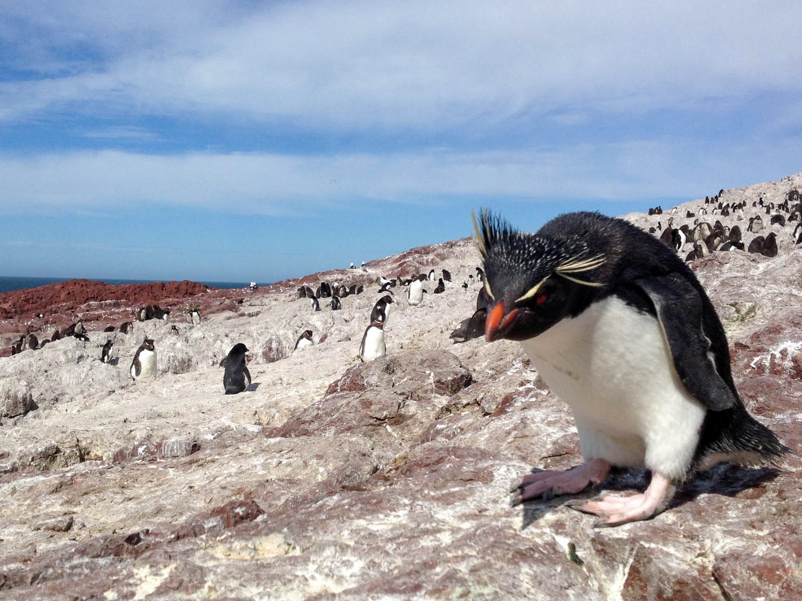 Southern Rockhopper Penguin - Santiago Imberti