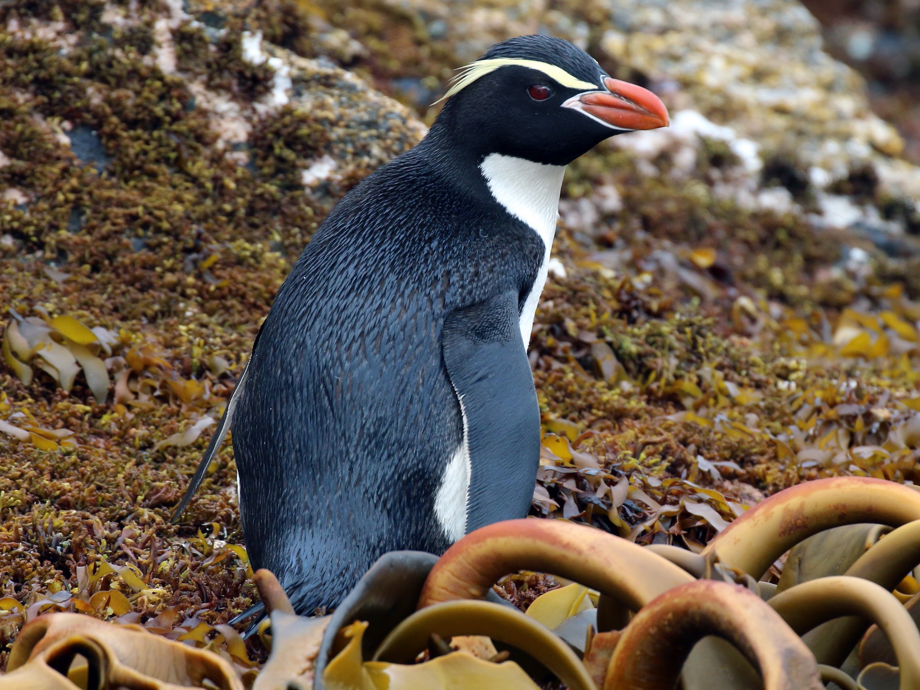 Snares Penguin - Geoff de Lisle