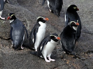 ハシブトペンギン - eBird