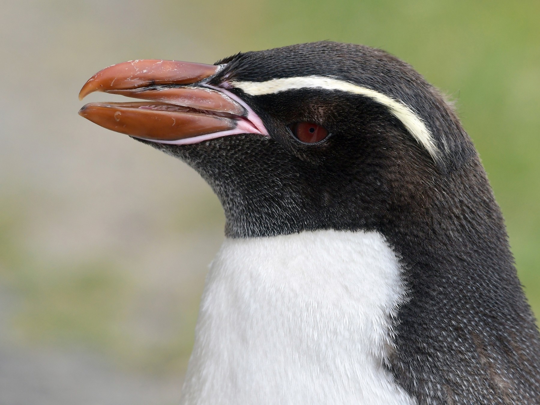 ハシブトペンギン Ebird