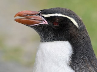 ハシブトペンギン - eBird