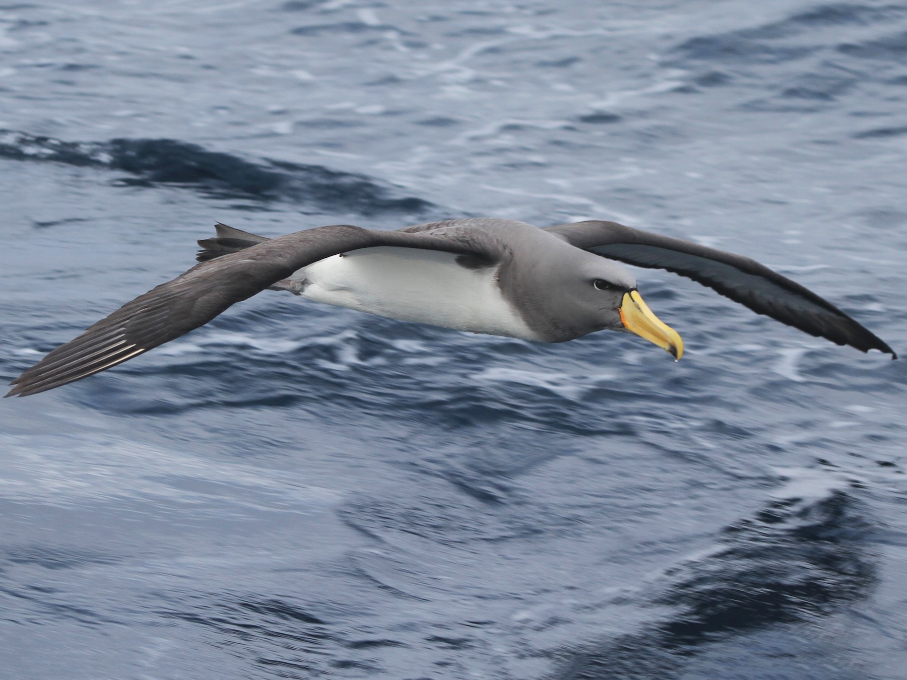 Chatham Albatross - James (Jim) Holmes