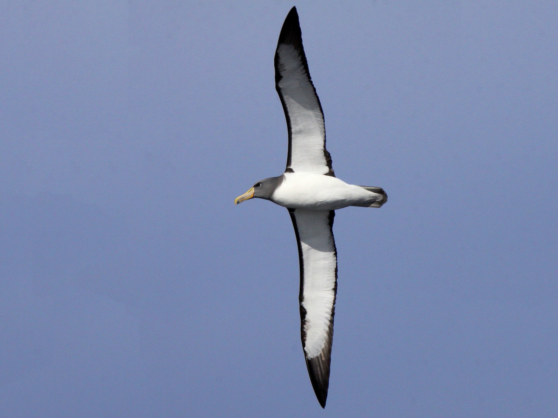 Chatham Albatross - Peter Kyne