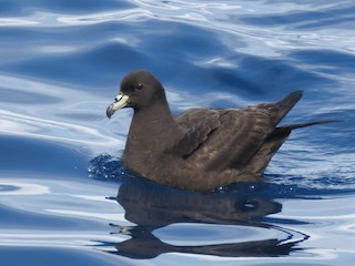  - Parkinson's Petrel