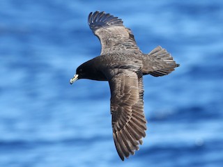  - Parkinson's Petrel