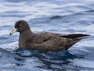  - Parkinson's Petrel