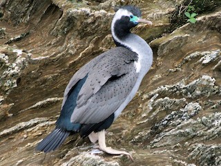  - Spotted Shag