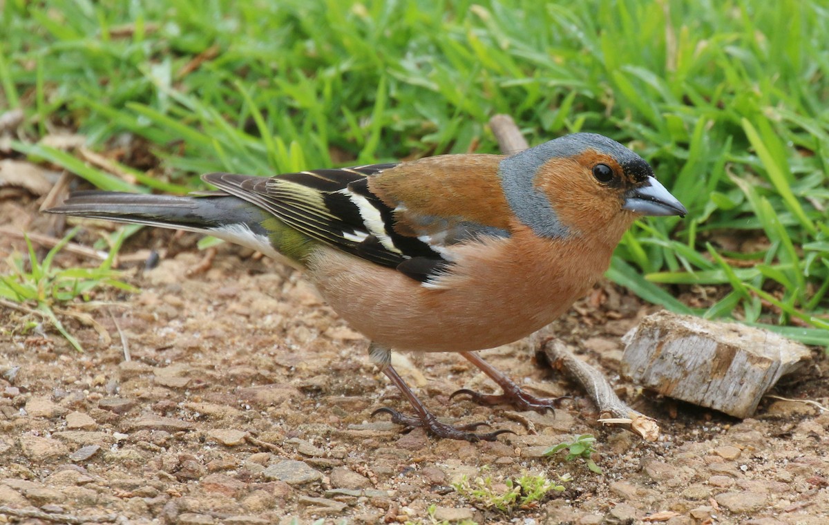 Common Chaffinch - Marna Buys