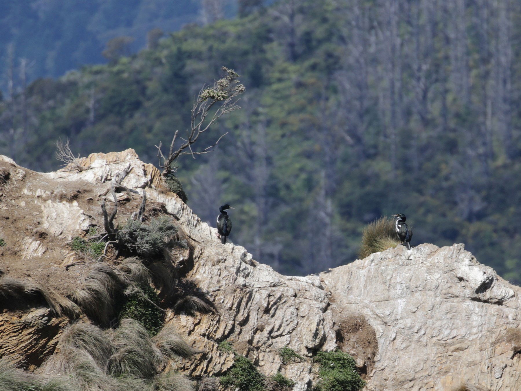 New Zealand King Shag - Cameron Eckert