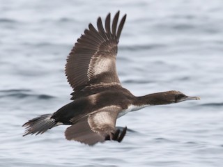  - Stewart Island Shag