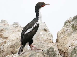  - Stewart Island Shag
