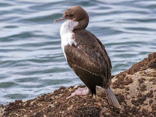  - Stewart Island Shag