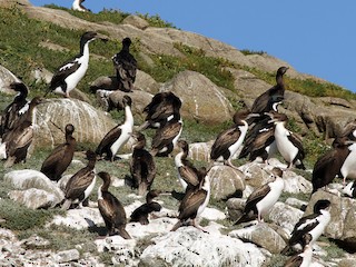  - Stewart Island Shag