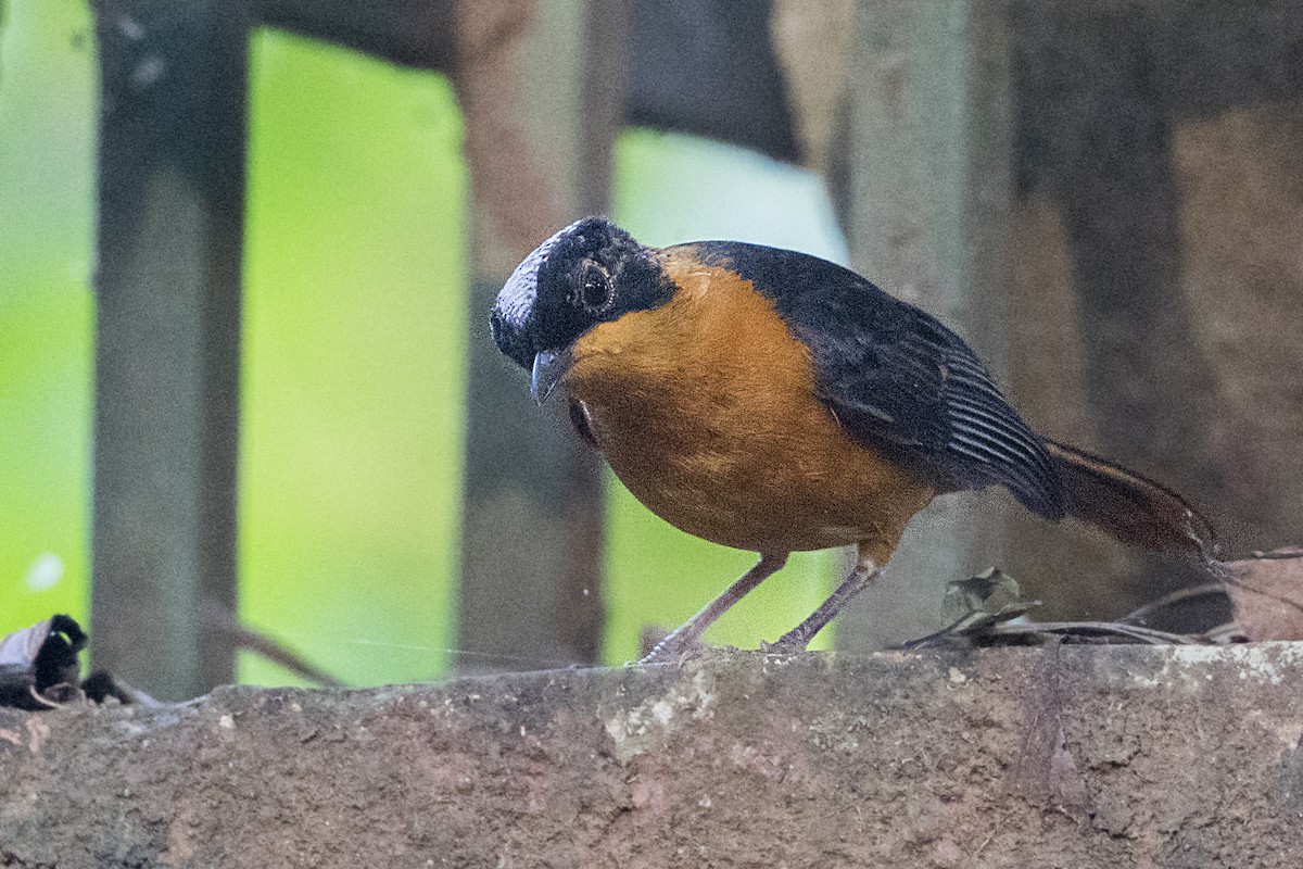 Snowy-crowned Robin-Chat - ML110245681