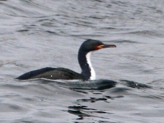  - Auckland Islands Shag