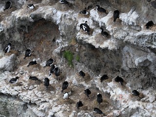  - Auckland Islands Shag