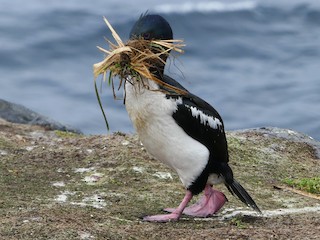  - Auckland Islands Shag