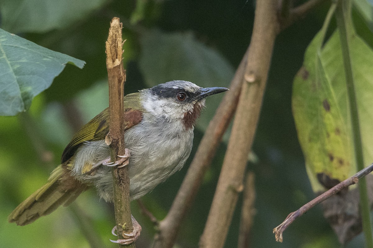 Gray-capped Warbler - ML110245921