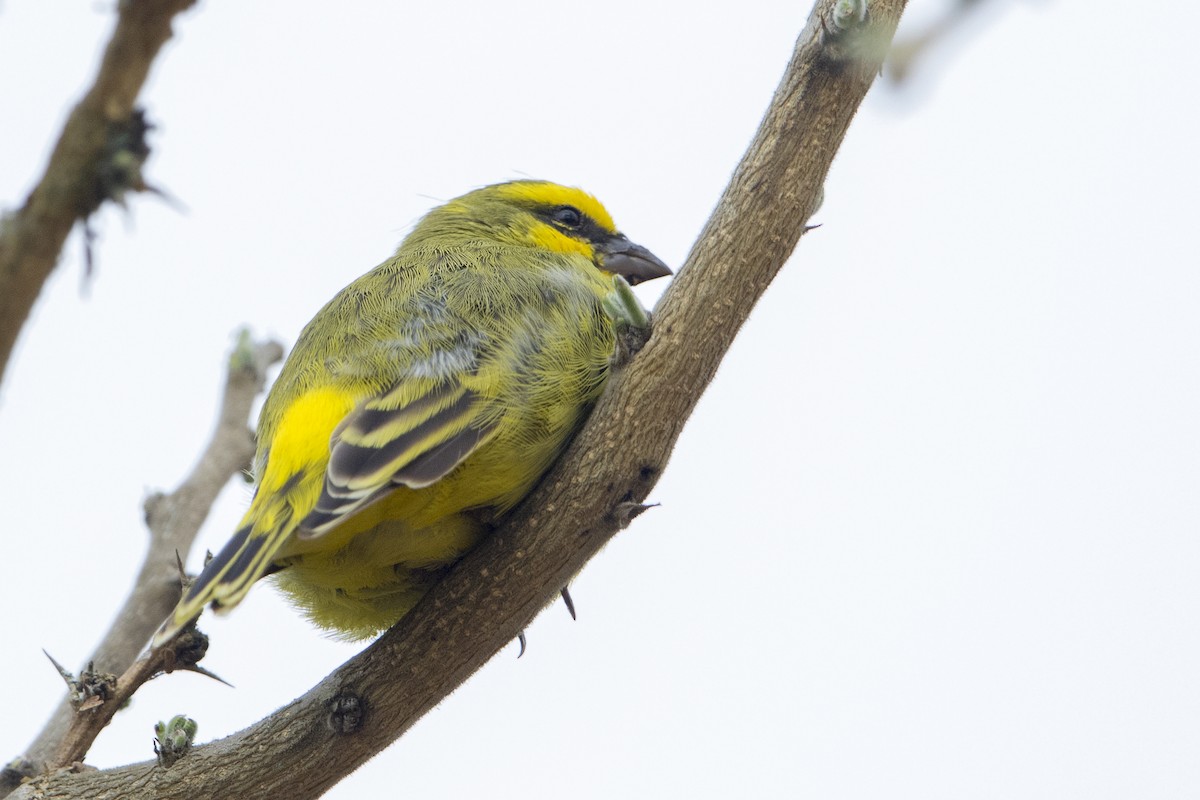 Yellow-fronted Canary - Bradley Hacker 🦜
