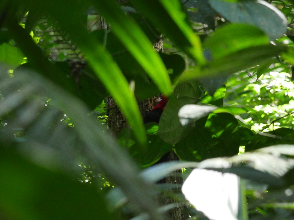 Red-necked Woodpecker - ML110252531