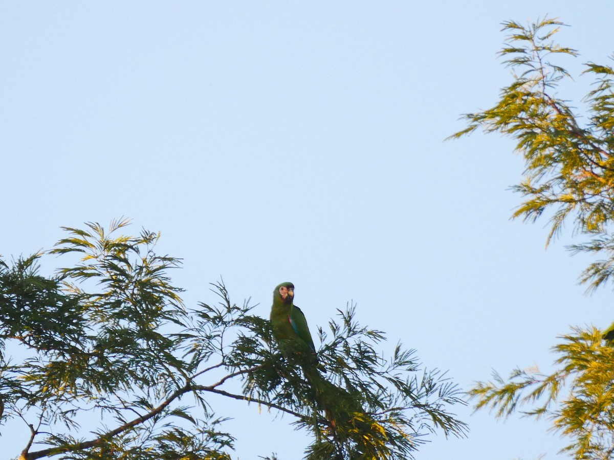 Chestnut-fronted Macaw - ML110252721