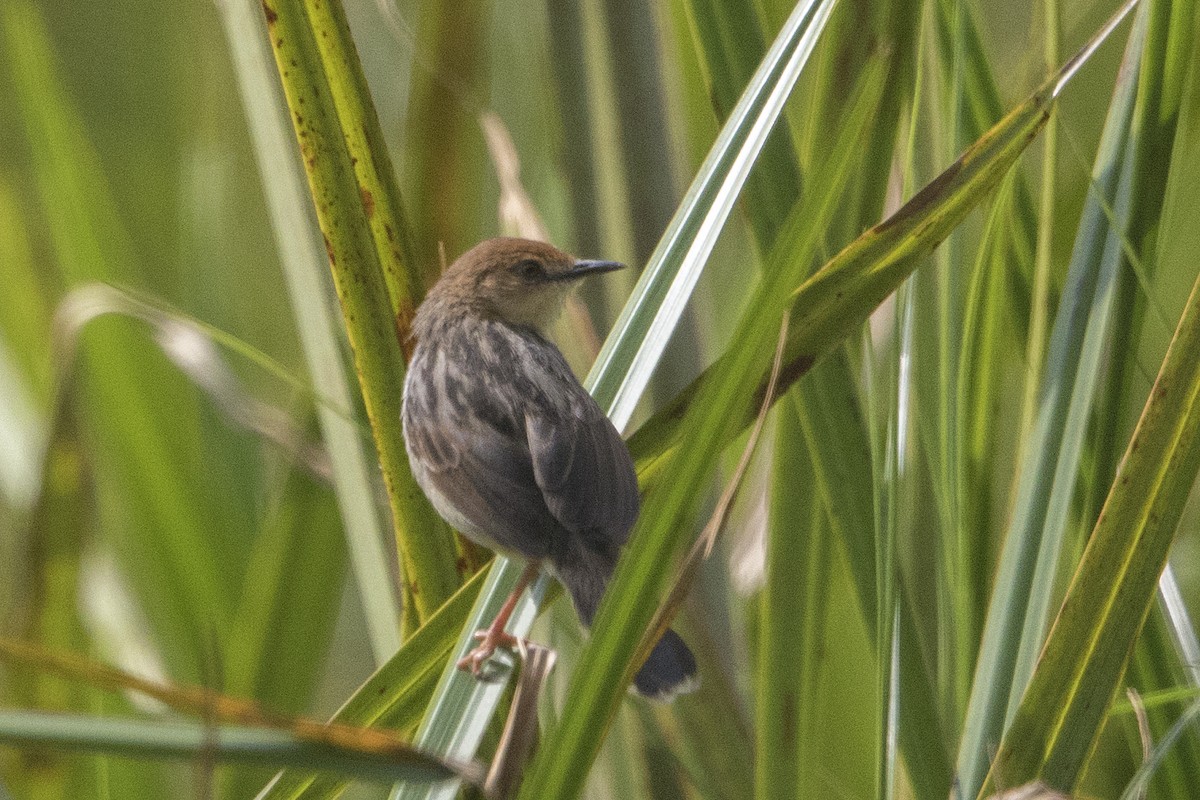 Carruthers's Cisticola - ML110253631