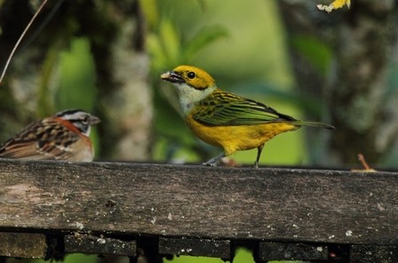 Silver-throated Tanager - ML110258701