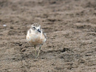  - Red-breasted Dotterel