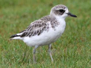  - Red-breasted Dotterel