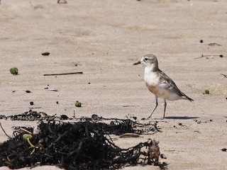 - Red-breasted Dotterel